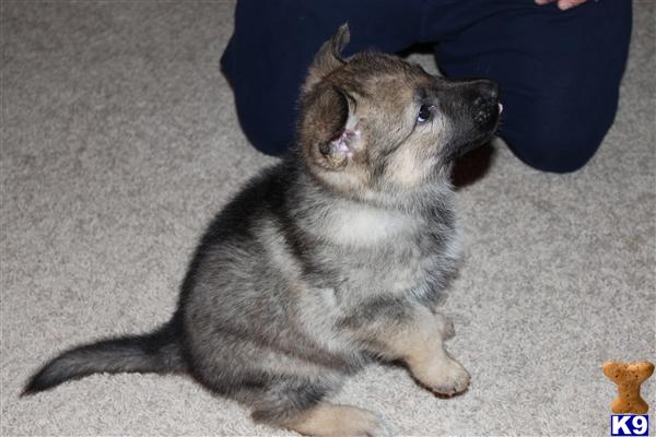 Puppies in Surprise